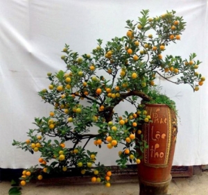 Mẹ trồng cây vừa làm cảnh vừa làm thuốc trị bệnh cho bé